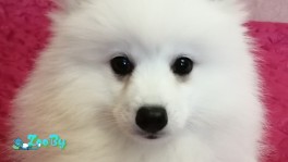 Японский шпиц