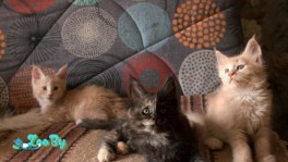 Котята мейн-кун 
