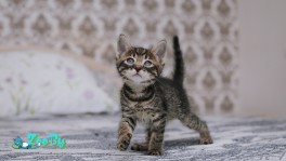 Крошки-котяточки в дар