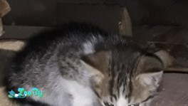 Очаровательные котята