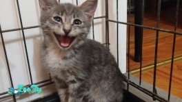 Котик в дар