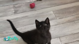 Котенок ищет дом 