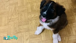 Отдам в хорошие и самое главное заботливые руки щенка(1,5 месяцев)