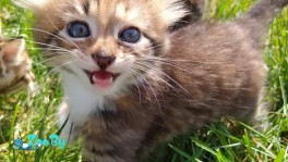 Отдаем котят в хорошие руки