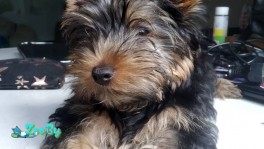 Йоркширский терьер