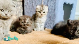 Шотландские вислоухие котята