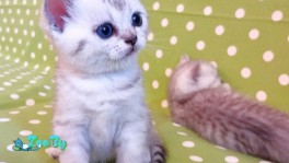 Шотландские котята