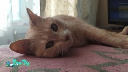 Пропала кошка