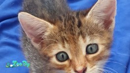 Котенокв дар