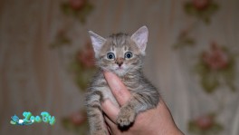 Котенок в дар