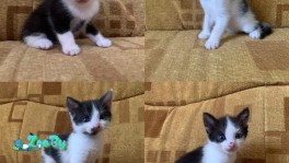 Котята 