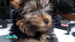 Ищет друга и хозяина мальчик ерк