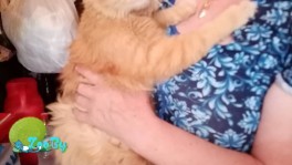 потеряля рыжий котик!!!!