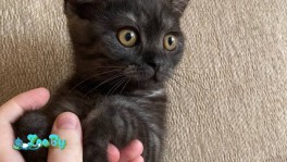 Британский короткошерстный котенок