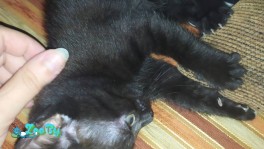 Отдам котят в дар!