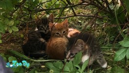 Котята в дар