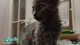 Кошка в дар
