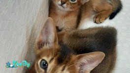 Абиссинские котята