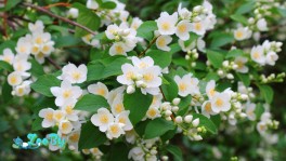 Чубушник (жасмин садовый)