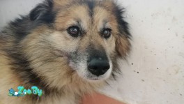 Патрик ищет дом!