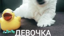 Щенки Вест Хайленд Уайт Терьера