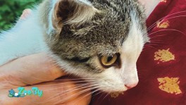 Сладенький игривый котенок  ищет любящую семью.