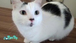 Белоснежно-пятнышковая Кнопочка ищет дом