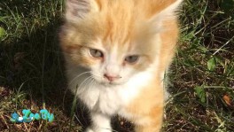 Отдадим котят в хорошие руки