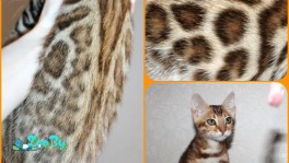 Бенгальские котята 