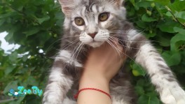 Питомник Мейн Кунов