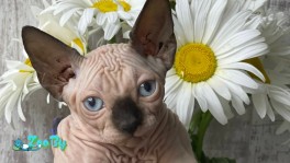 Кошечка канадского сфинкса ищет заботливых родителей 