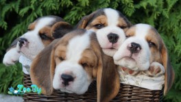 БИГЛЬ щенки кобели триколор