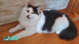 Роскошный красавец Зевс ищет дом!