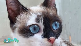 Ласковая кошка Лима ищет дом