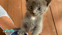 Котята в дар в Минске
