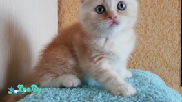 Клубные Шотландские котята с родословными и прививками 