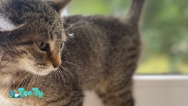 Девочка котенок в заботливые руки