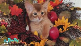 Продаются сомалийские котята (котята Сомали)