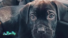 Итальянский какие корсо