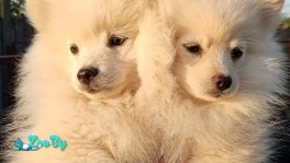 Карликовые шпицы