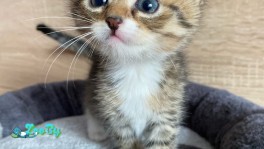 Милашка-очаровашка Кнопочка2 ищет дом