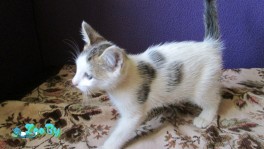 Котик Боня, 2 месяца.
