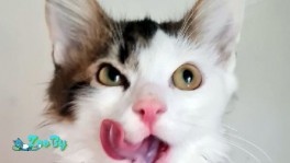 Котенок Патрик ищет родителей!