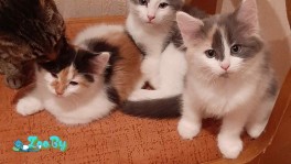 Отдам котят в дар