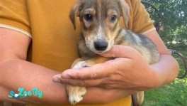 ЩЕНОК В ДАР!!!!