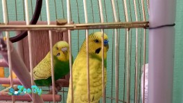 Птицы