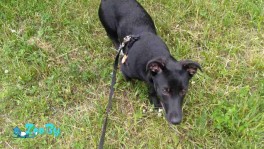 Луна ищет дом