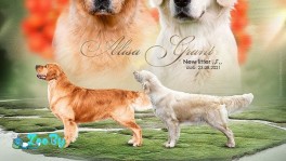 Золотистый ретривер из питоника.