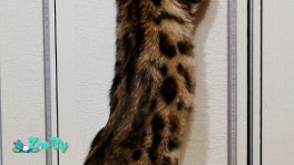 Бенгальский котенок 