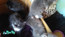 Котята в дар, срочно!!